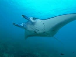 Raie manta