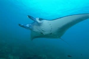 Raie manta (Mobula birostris)