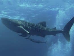 Requin baleine