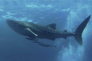 Requin baleine (Rhincodon typus)