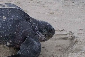 Tortue luth (Dermochelys coriacea)