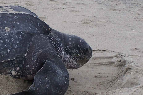 La tortue luth, en danger dans tous les océans du monde