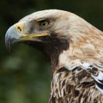 L’aigle impérial