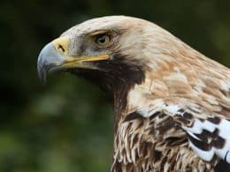 L’aigle impérial