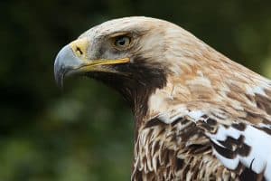 L’aigle impérial (Aquila heliaca)