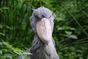 Bec-en-sabot (Balaeniceps rex)