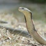 Cobra Royal