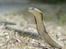 Cobra Royal