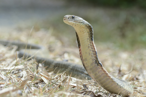 Le cobra royal, en recul constant face aux Hommes