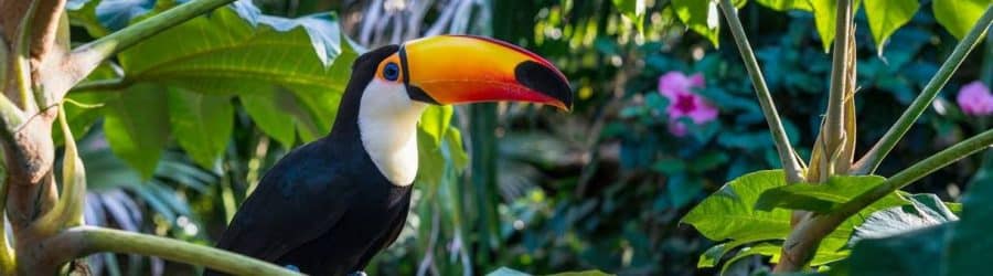 La forêt Amazonienne : biodiversité, menaces, et conservation