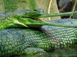 Gavial du Gange