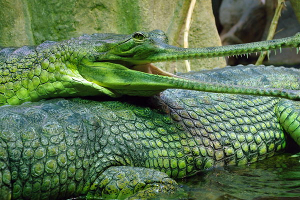 Le gavial du Gange, un reptile sacré en voie de disparition