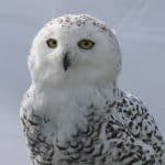 Harfang des neiges