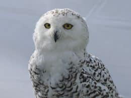Harfang des neiges