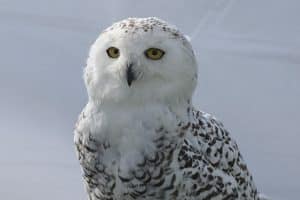 Harfang des neiges (Bubo scandiacus)
