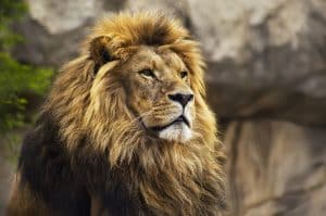 Lion (Panthera leo)