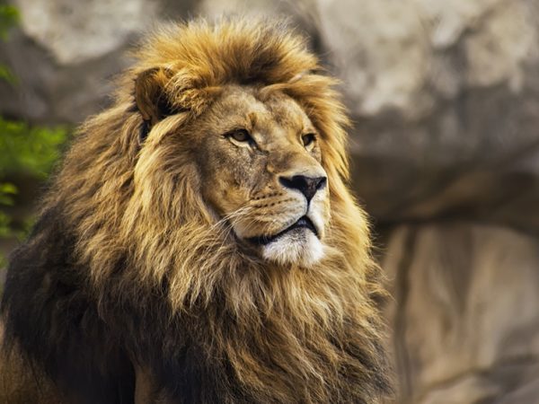 Le lion : un déclin préoccupant pour le roi de la jungle