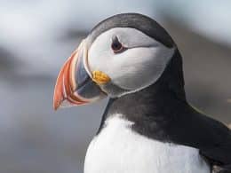 Le macareux moine, menaces sur un oiseau emblématique