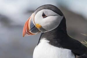 Macareux moine (Fratercula arctica)