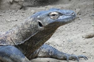 Varan de Komodo (Varanus komodoensis)