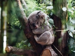 Koala