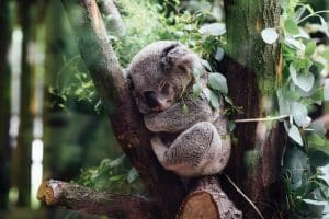 Koala (Phascolarctos cinereus)