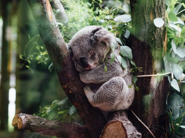 Le koala, une espèce fonctionnellement éteinte ?