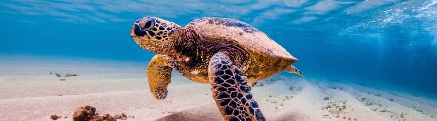 L’océan pacifique : biodiversité, menaces, et conservation