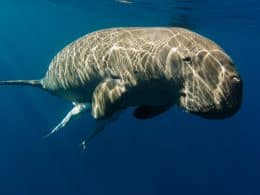 Dugong