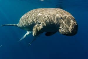 Dugong (Dugong dugon)