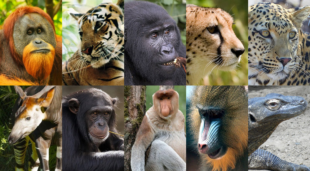 14 Animaux de la Jungle en voie de Disparition - Conservation Nature
