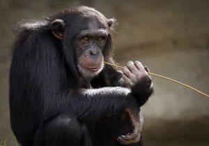 Chimpanzé (Pan troglodytes)