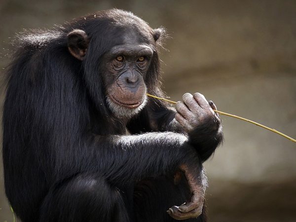 Le chimpanzé, un proche parent menacé par le braconnage