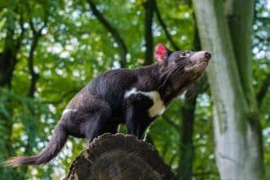 Diable de Tasmanie (Sarcophilus harrisii)