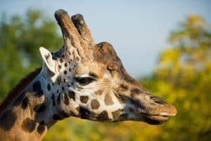 Girafe (Giraffa camelopardalis)