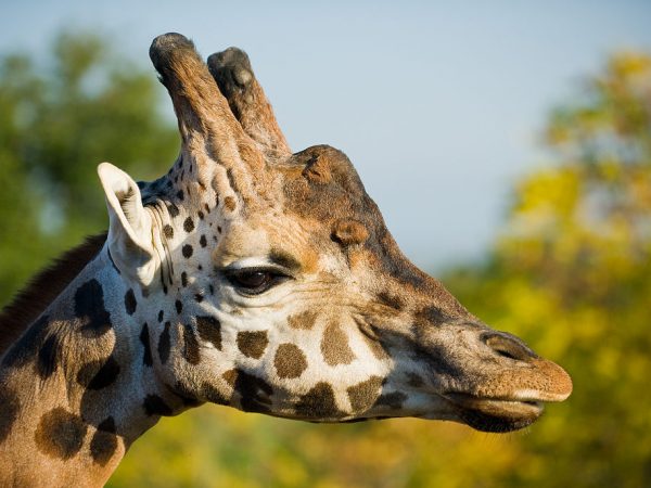 La girafe, un symbole de l’Afrique en voie d’extinction