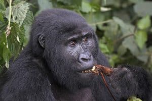 Gorille de l’Est (Gorilla beringei)