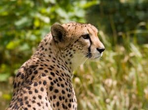 Guépard (Acinonyx jubatus)