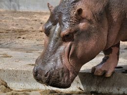 Hippopotame