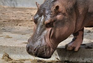 Hippopotame (Hippopotamus amphibius)