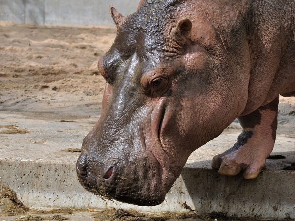 L’hippopotame, nouvelle cible privilégiée du commerce d’ivoire