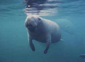 Lamantin (Trichechus manatus)
