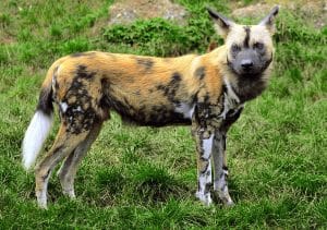 Lycaon (Lycaon pictus)