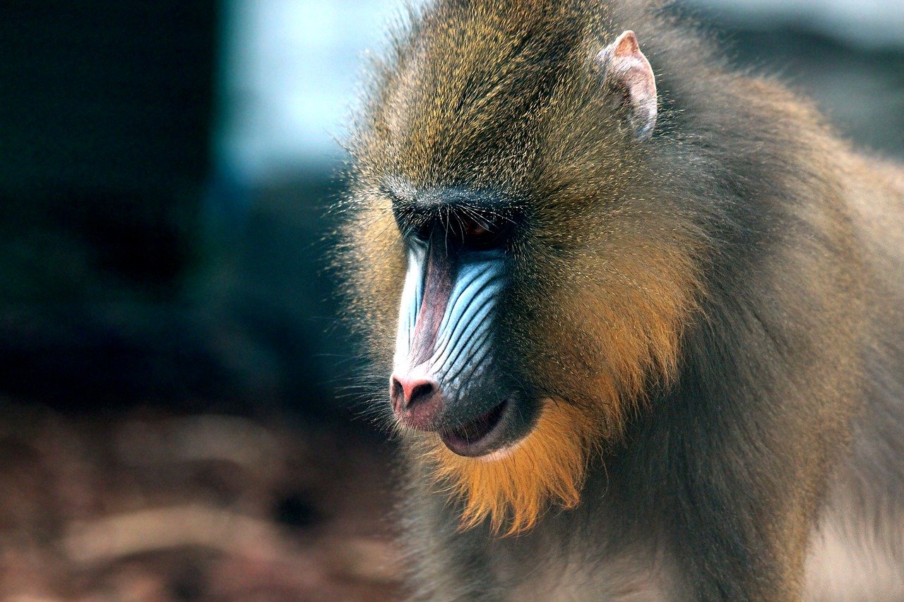 Le Mandrill Du Braconnage La D forestation Conservation Nature le-mandrill-du-braconnage-la-d-forestation-conservation-nature