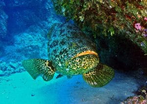 Mérou (Epinephelus itajara)