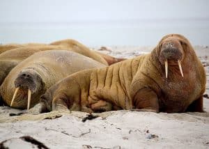 Morse (Odobenus rosmarus)