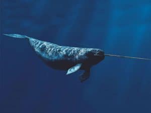 Narval (Monodon monoceros)