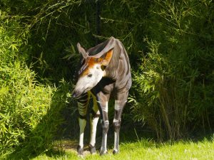 Okapi (Okapia johnstoni)