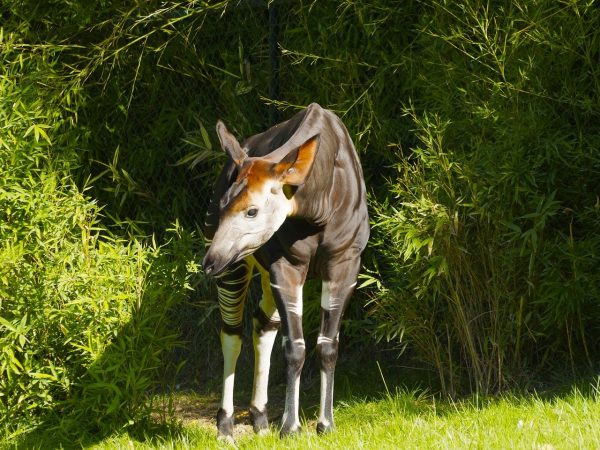 L’okapi : récemment découvert, déjà menacé