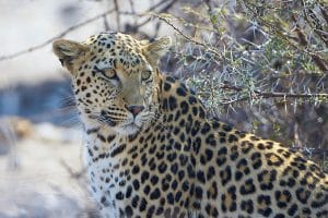 Panthère (Panthera pardus)
